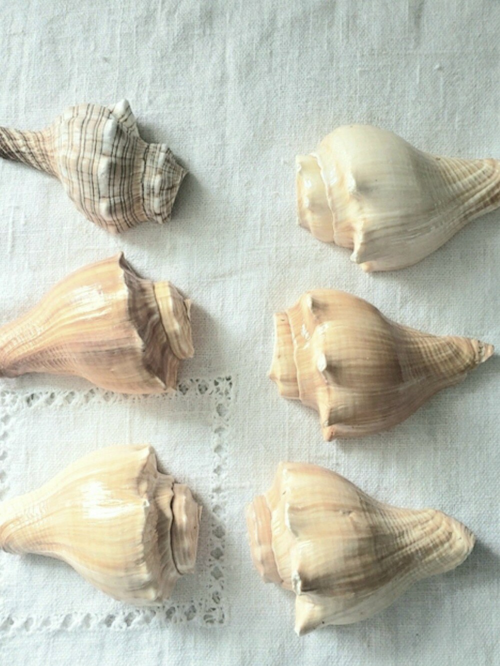 6 Pre-cut Sea Shells For Crafting